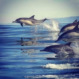 Meet your Posher, Sunny